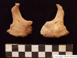 L_V20d5059 A16.96 R827 lR ta zygomatic bone.JPG L_V20d5059 A16.96 R827 lR ta zygomatic bone